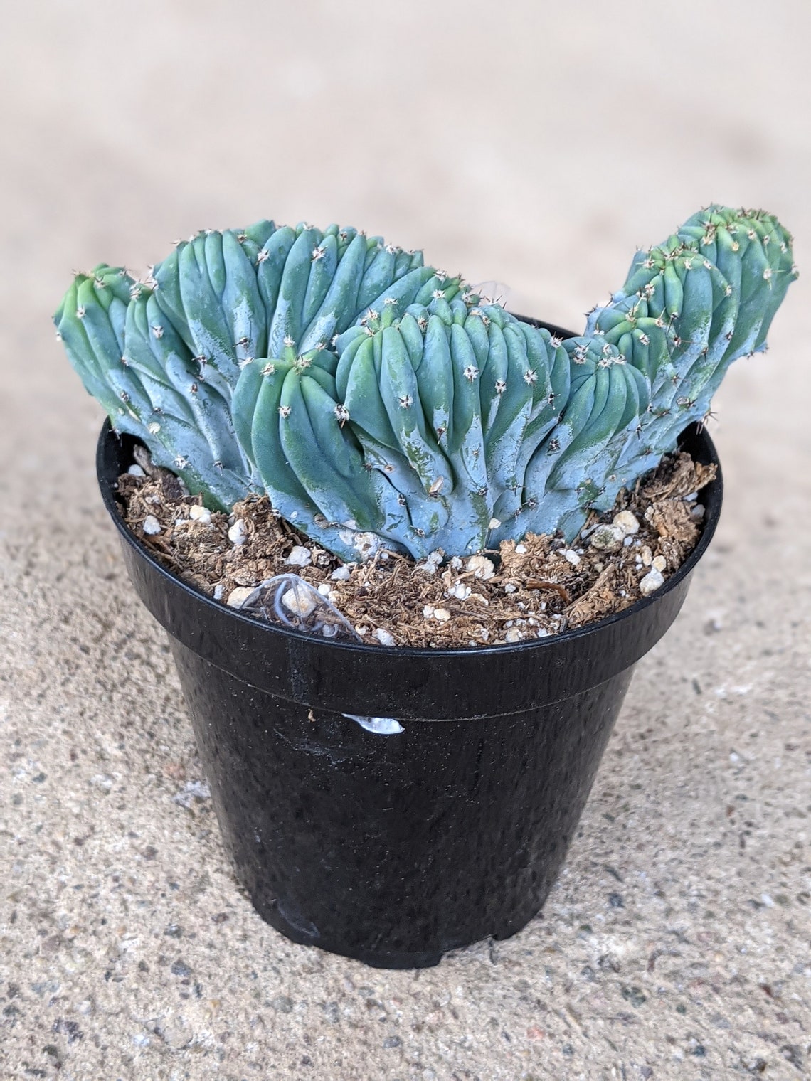 Blue Candle Crested Cactus 3.5 Inch Myrtillocactus Cristata Etsy