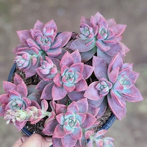 Graptosedum California sunset,colorful succulent, Spring gift, diy arrangement, garden,diy garden,succulent gift, live plant,houseplant