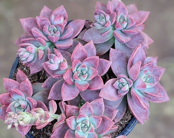 Graptosedum California sunset,colorful succulent, Spring gift, diy arrangement, garden,diy garden,succulent gift, live plant,houseplant