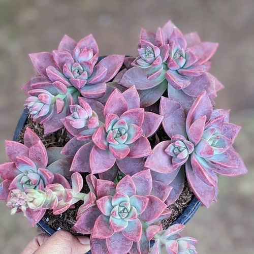 Graptosedum California sunset,colorful succulent, Spring gift, diy arrangement, garden,diy garden,succulent gift, live plant,houseplant