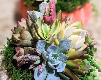 ice succulent plant Echeveria 'Arctic Ice' main image 0