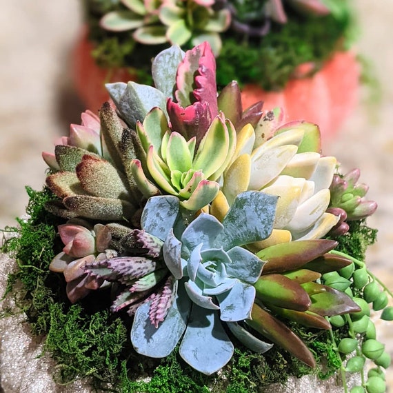 10 Assorted Succulent Cuttings, DIY Garden Dish, Wedding Favors - Etsy
