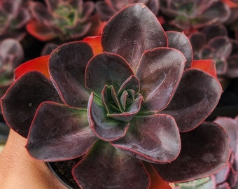 Echeveria Eliza, fairy garden plant, live succulent plant,house plants, succulents