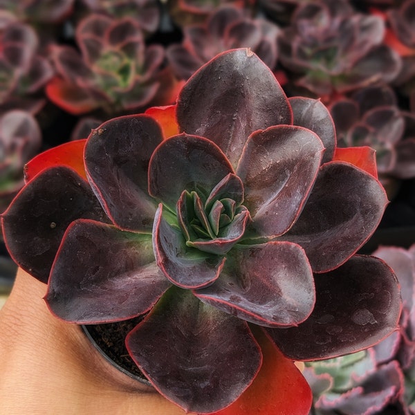 Echeveria Eliza, fairy garden plant, live succulent plant,house plants, succulents