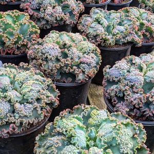 Echeveria Sea Dragon, 10&quot;, Curly Succulent, Rare succulent, succulent collection, succulent plants, echeveria succulent