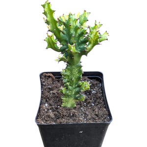 Euphorbia ‘Mint Cream’ – Euphorbia abigarrada poco común – Planta viva – Suculenta de color crema y verde menta – Planta de colección – Planta de interior de fácil cuidado imagen 2