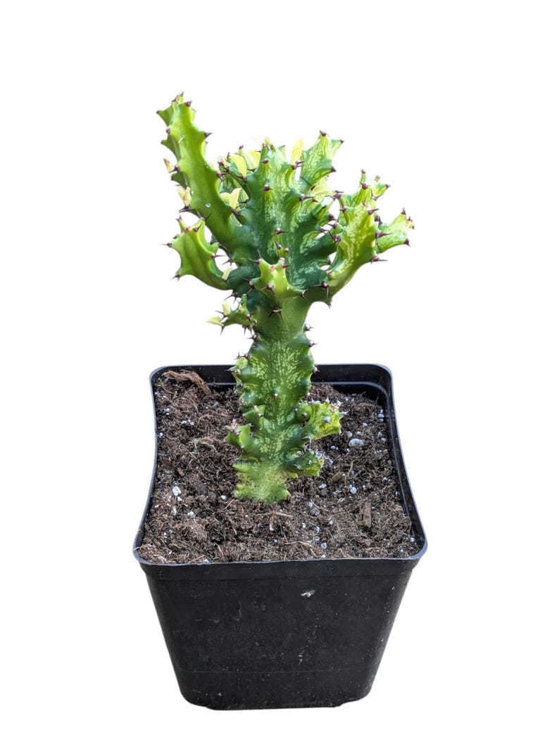 Euphorbia ‘Mint Cream’ – Euphorbia abigarrada poco común – Planta viva – Suculenta de color crema y verde menta – Planta de colección – Planta de interior de fácil cuidado imagen 2