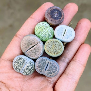 1,2,4,6 Lithops &quot;living stones&quot;,butt plants,tiny lithops, rock plant, bareroot, lithops live plant, lithops sp,lithops variety pack