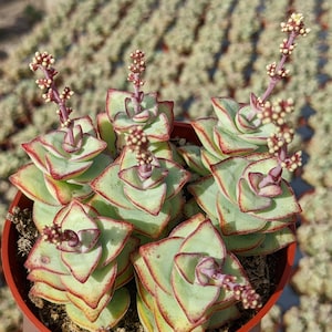 May include: A small succulent plant with green and red leaves arranged in a spiral pattern. The plant is in a brown pot and has several small white flowers.