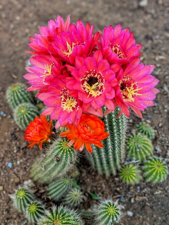 buying prickly pear cactus 6-8ft Prickly Pear Cactus – Dahing Plants