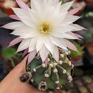 Echinopsis subdenudata,easter lily cactus,dominos cactus, flowering cactus