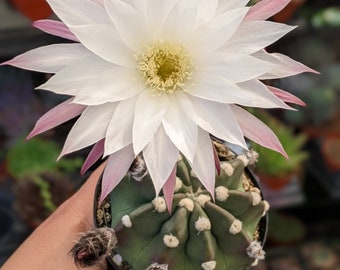 Echinopsis subdenudata,easter lily cactus,dominos cactus, flowering cactus