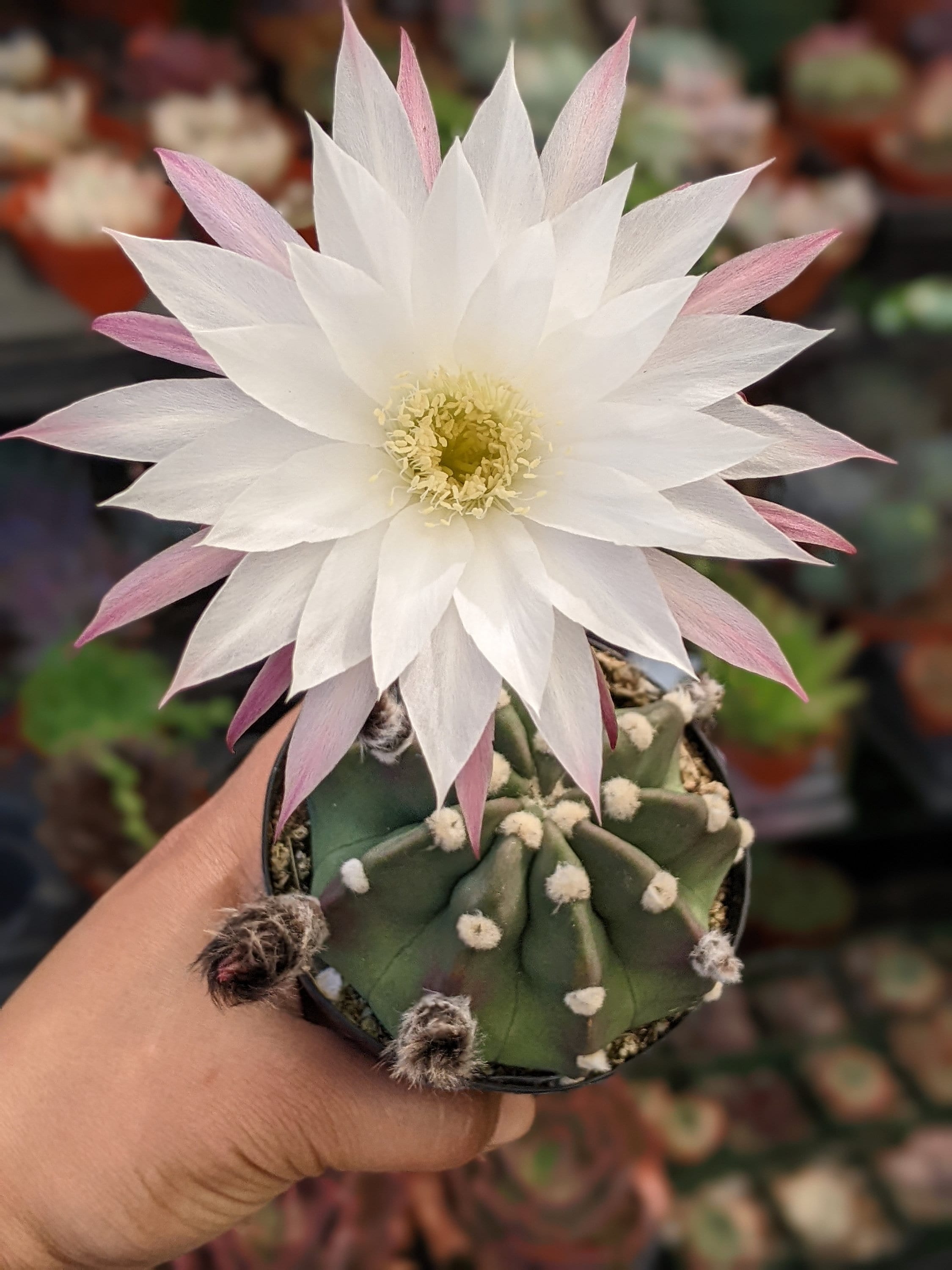 Echinopsis Subdenudata easter Lily Cactus dominos Cactus