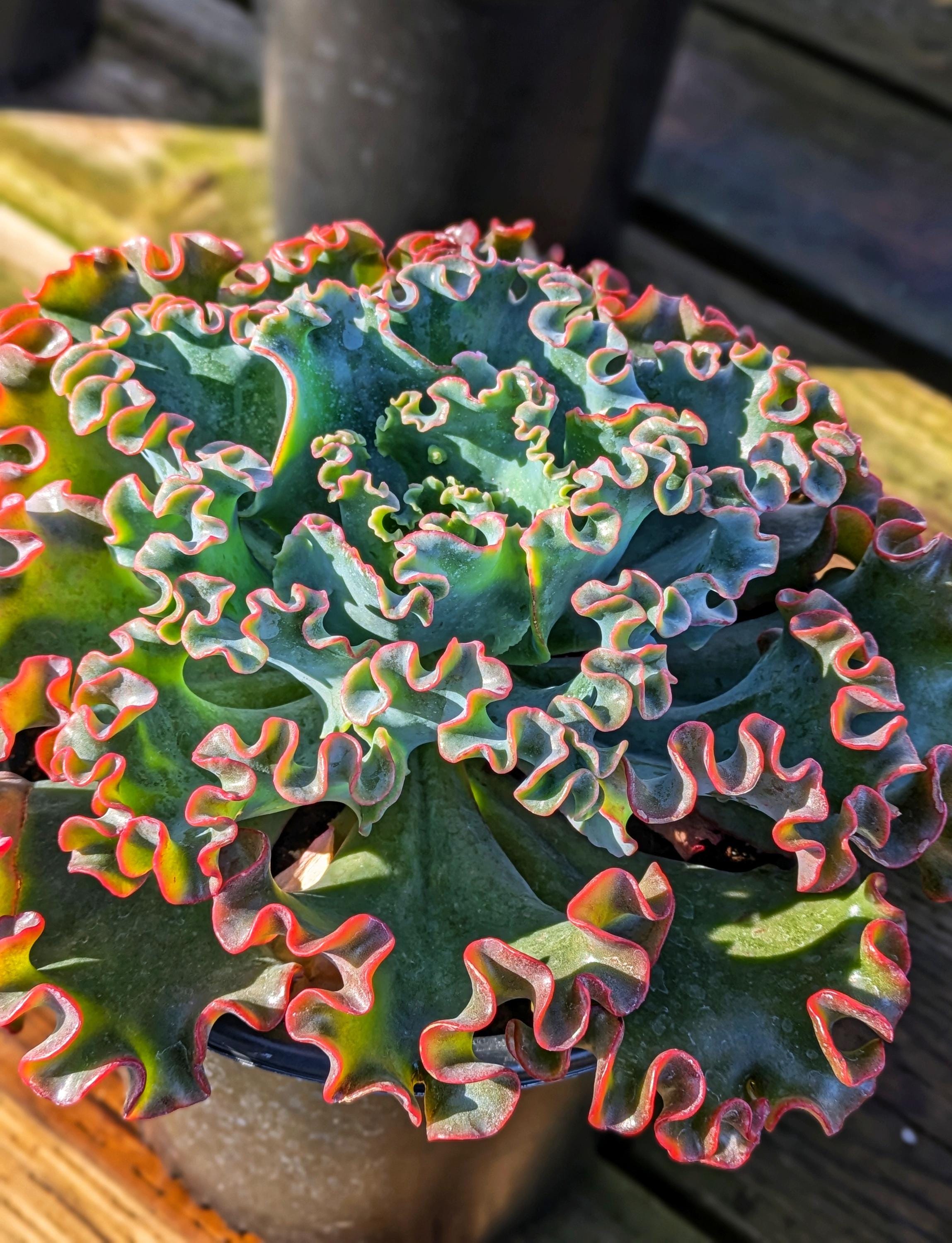 green emerald velvet dress Echeveria