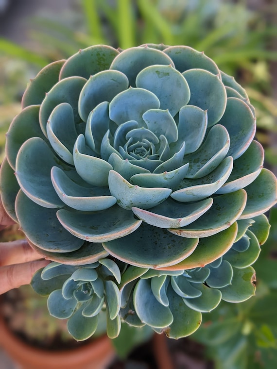 Echeveria Imbricata Blue Rose, Fairy Garden Plant, Live Succulent  Plant,house Plants, Succulents - Etsy Norway