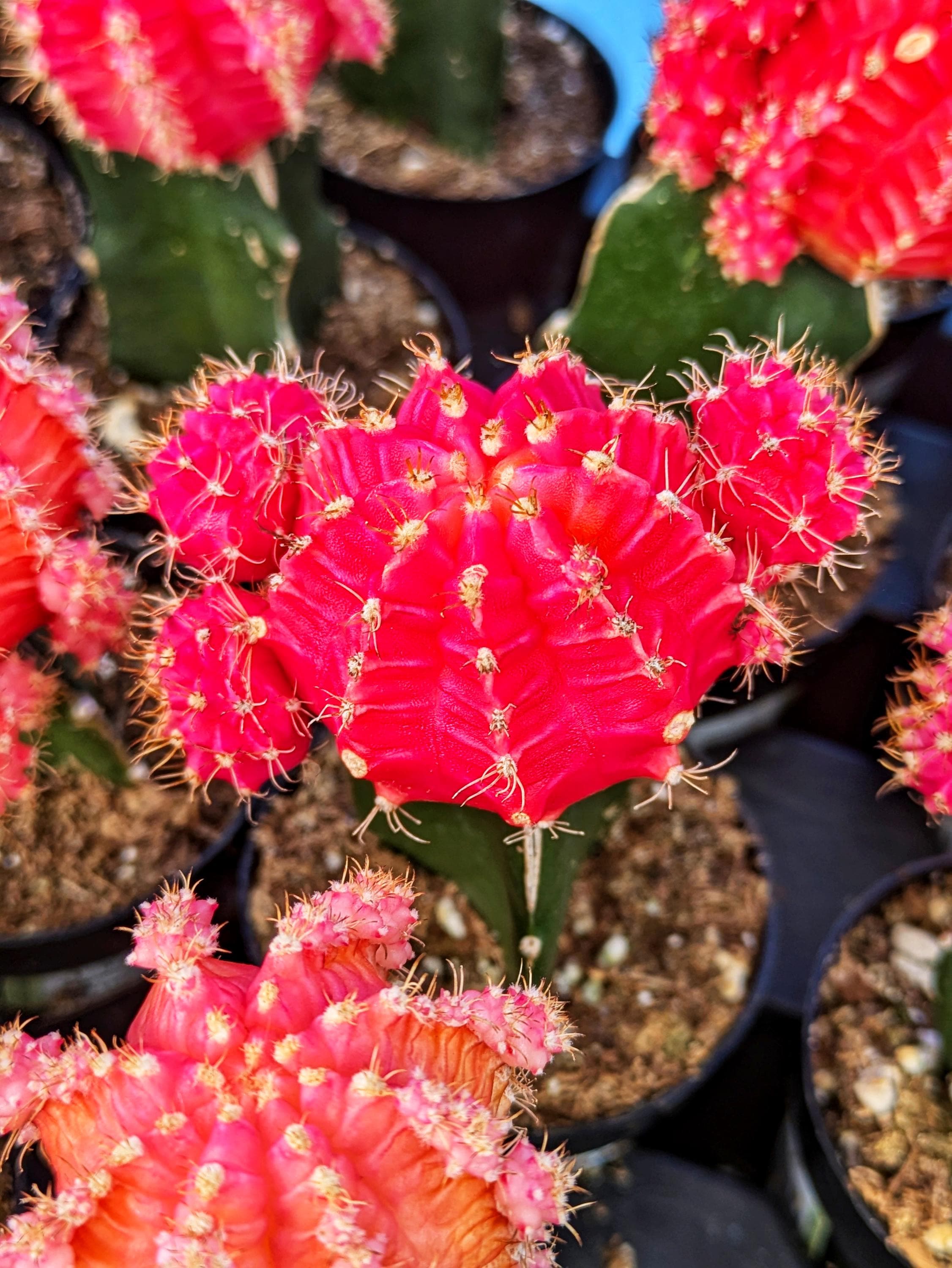 pink grafted moon cactus,gymnocalicium mihanovichii friedrichii,pink  plant,pink cactus, birthday gift, girlfriend gift,mothers day gift