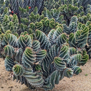 Tall Spiral Cactus, Cereus Forbesii Spiralis Twisted Cactus