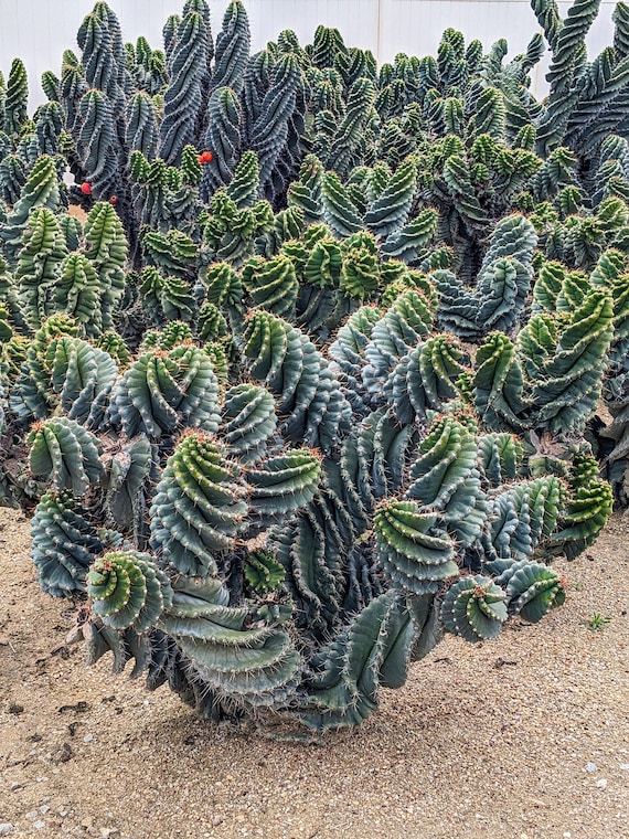 Spiral Cactus, Cereus Forbesii Spiralis Twisted Cactus - Etsy