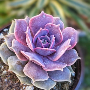 Echeveria pink diamond, rare succulent,  pink Lola hybrid succulent, colorful succulents