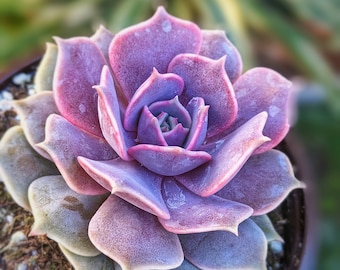 Echeveria pink diamond, rare succulent,  pink Lola hybrid succulent, colorful succulents