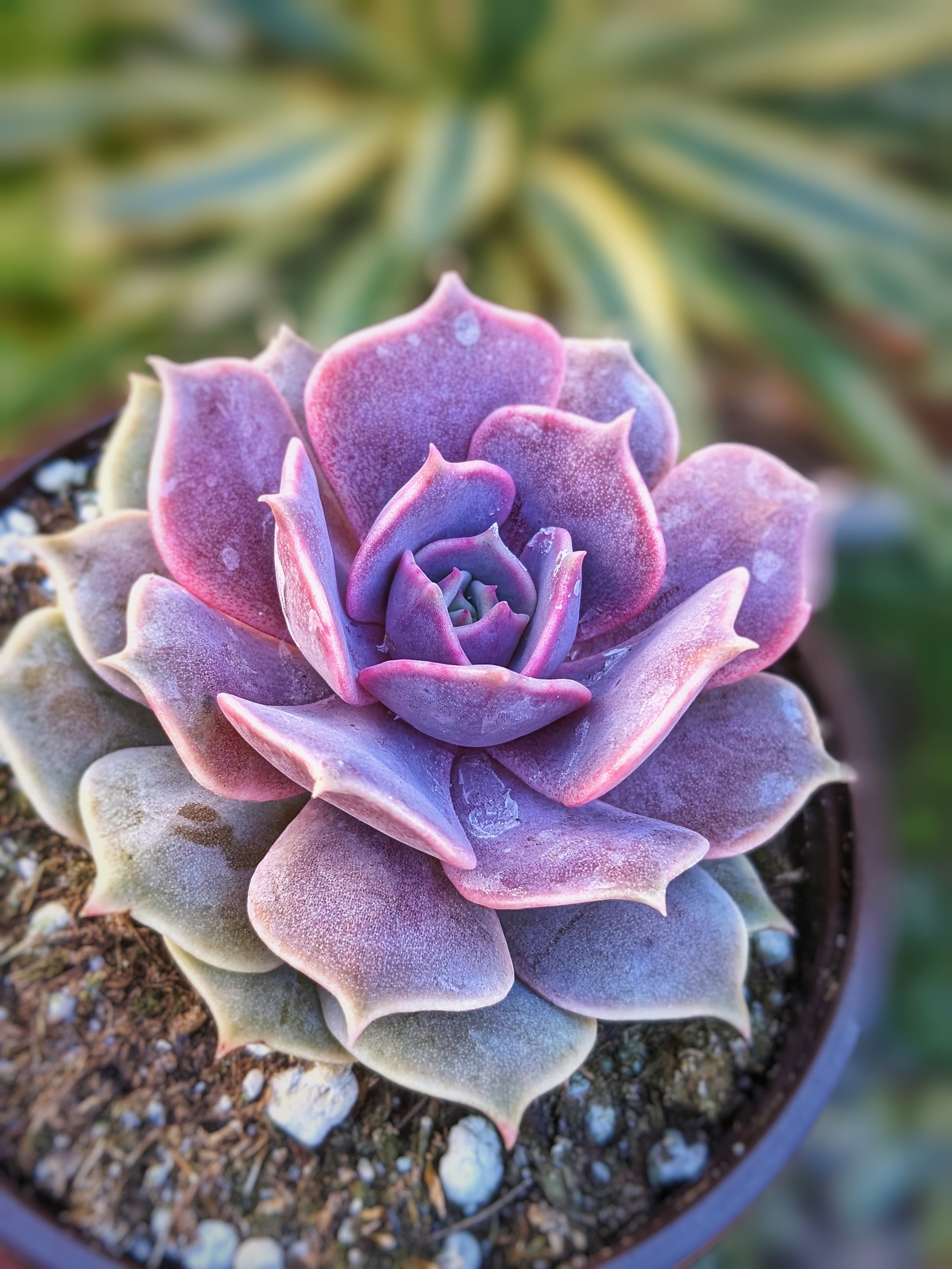 Echeveria Pink Diamond Rare Succulent Pink Lola Hybrid