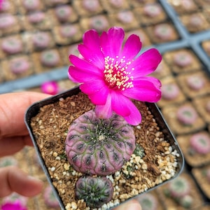 Sulcorebutia Rauschii Violacidermis Cactus, Rare Live Cactus Plant, Small Cactus, House Plant, Succulent
