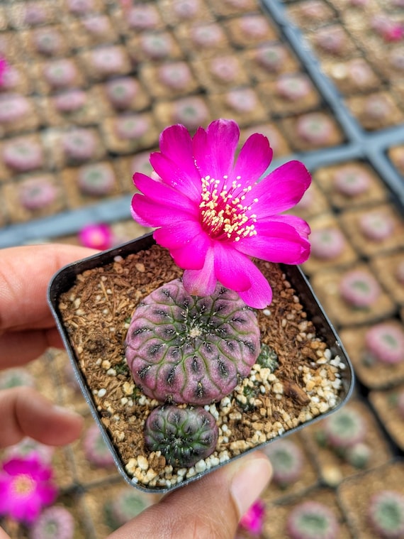 Sulcorebutia Rauschii Violacidermis Cactus, Rare Live Cactus Plant, Small  Cactus, House Plant, Succulent - Etsy