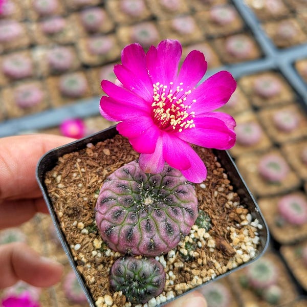 Sulcorebutia Rauschii Violacidermis Cactus, Rare Live Cactus Plant, Small Cactus, House Plant, Succulent