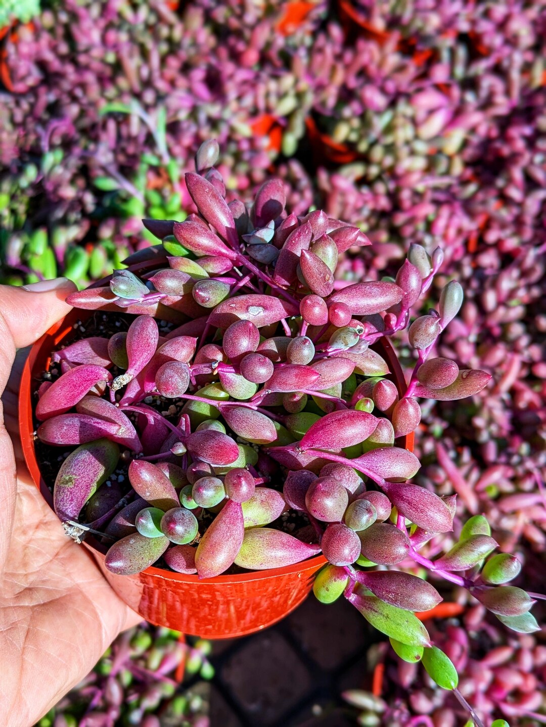 Plante à collier de rubis