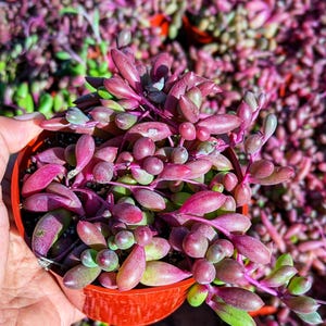 May include: A close-up of a String of Pearls succulent plant in a small red pot. The plant has vibrant purple and green leaves and stems. The background is filled with similar plants in pots, creating a lush, colorful display. The plant is held in a person's hand.