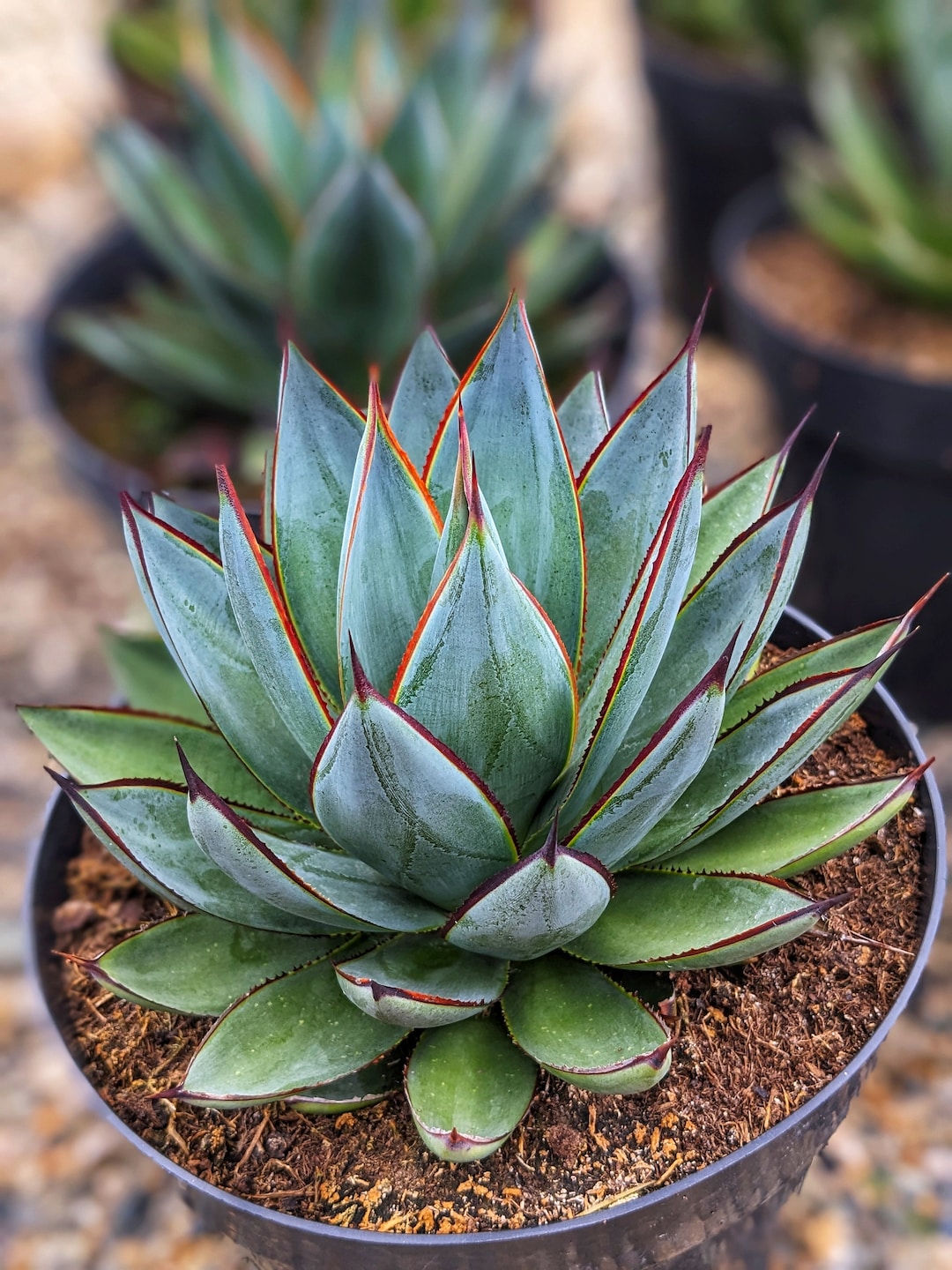 Buy Blue Glow Agave, Agave Collection,house Plants Online in India