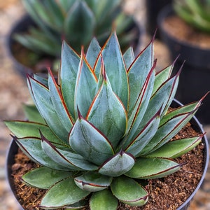 Blue glow agave, Agave collection,house plants