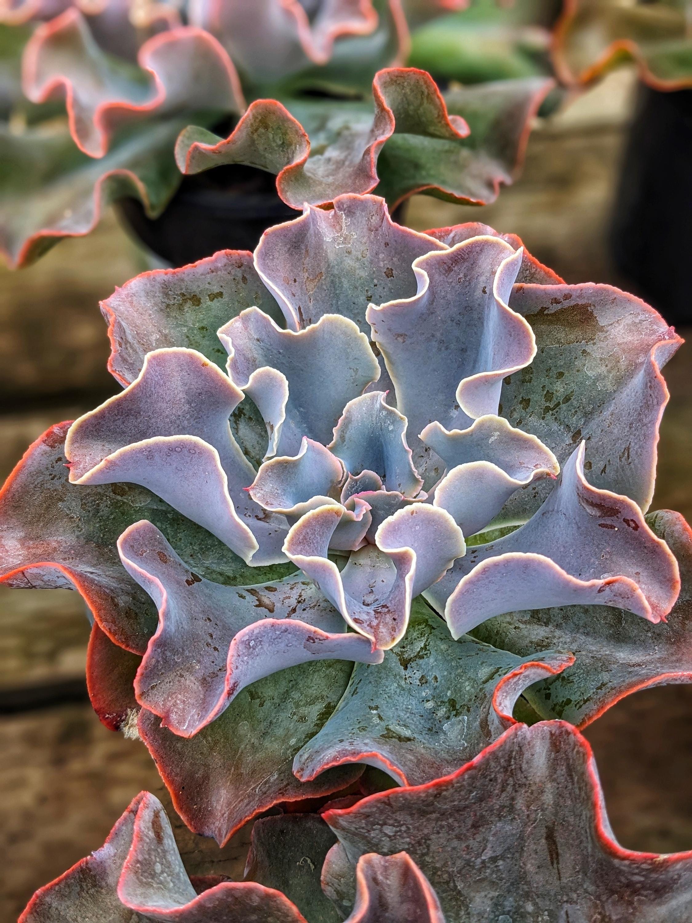 Echeveria Violacina Succulent, 8
