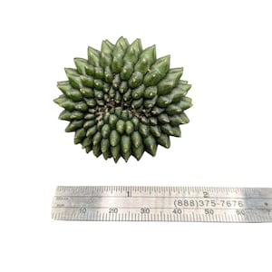 Crested Gymnocalycium Inermis, thornless cactus, Spineless cactus, Live Cactus plant, live cactus, gymnocalycium plant