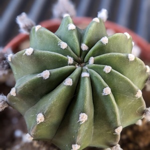 Echinopsis subdenudata,easter lily cactus,dominos cactus, flowering cactus image 6