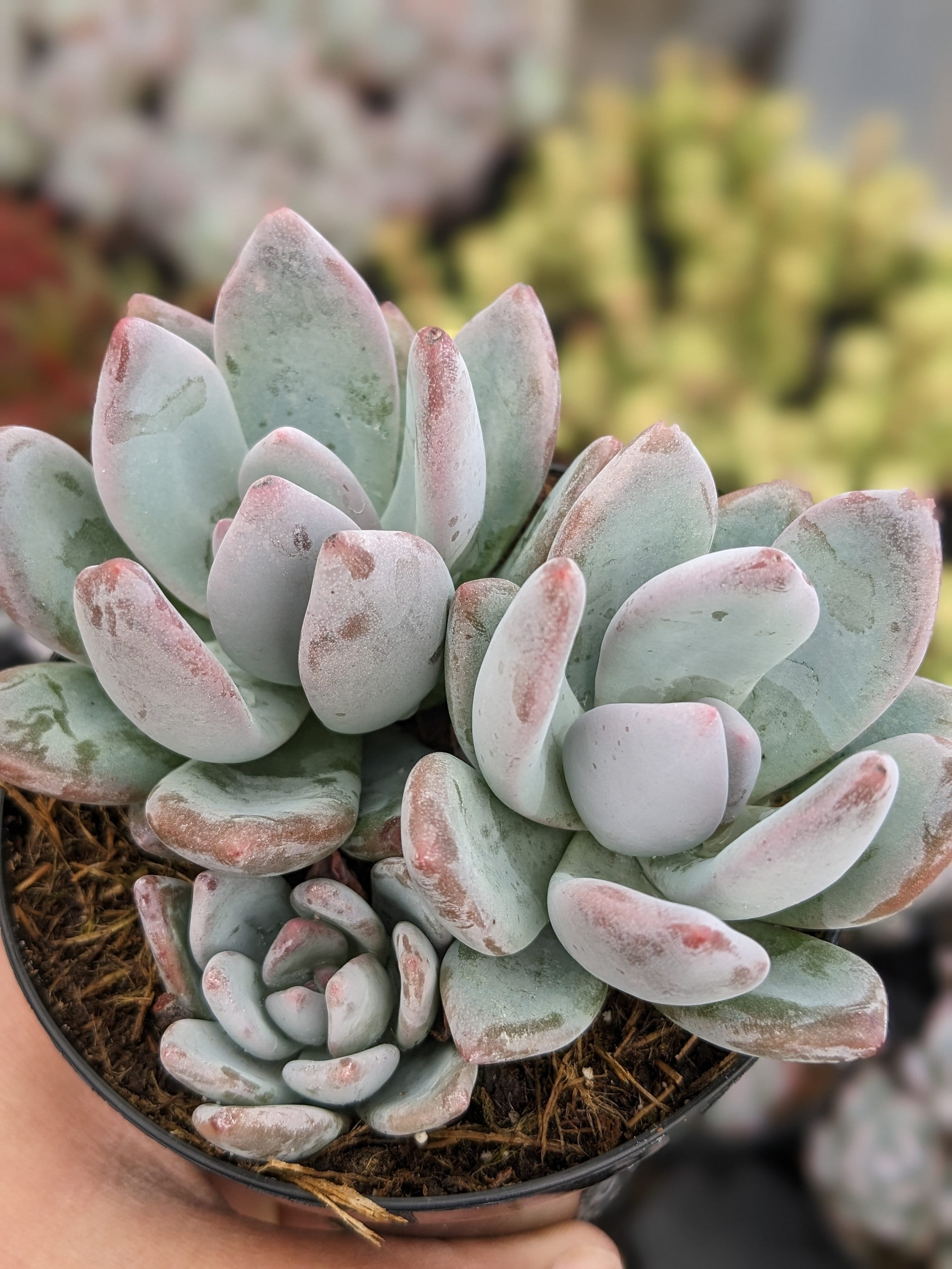 Pachyveria Powder Puff Succulent - Etsy