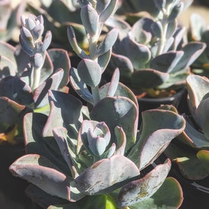 Big Pachyveria blue toad, 1 G