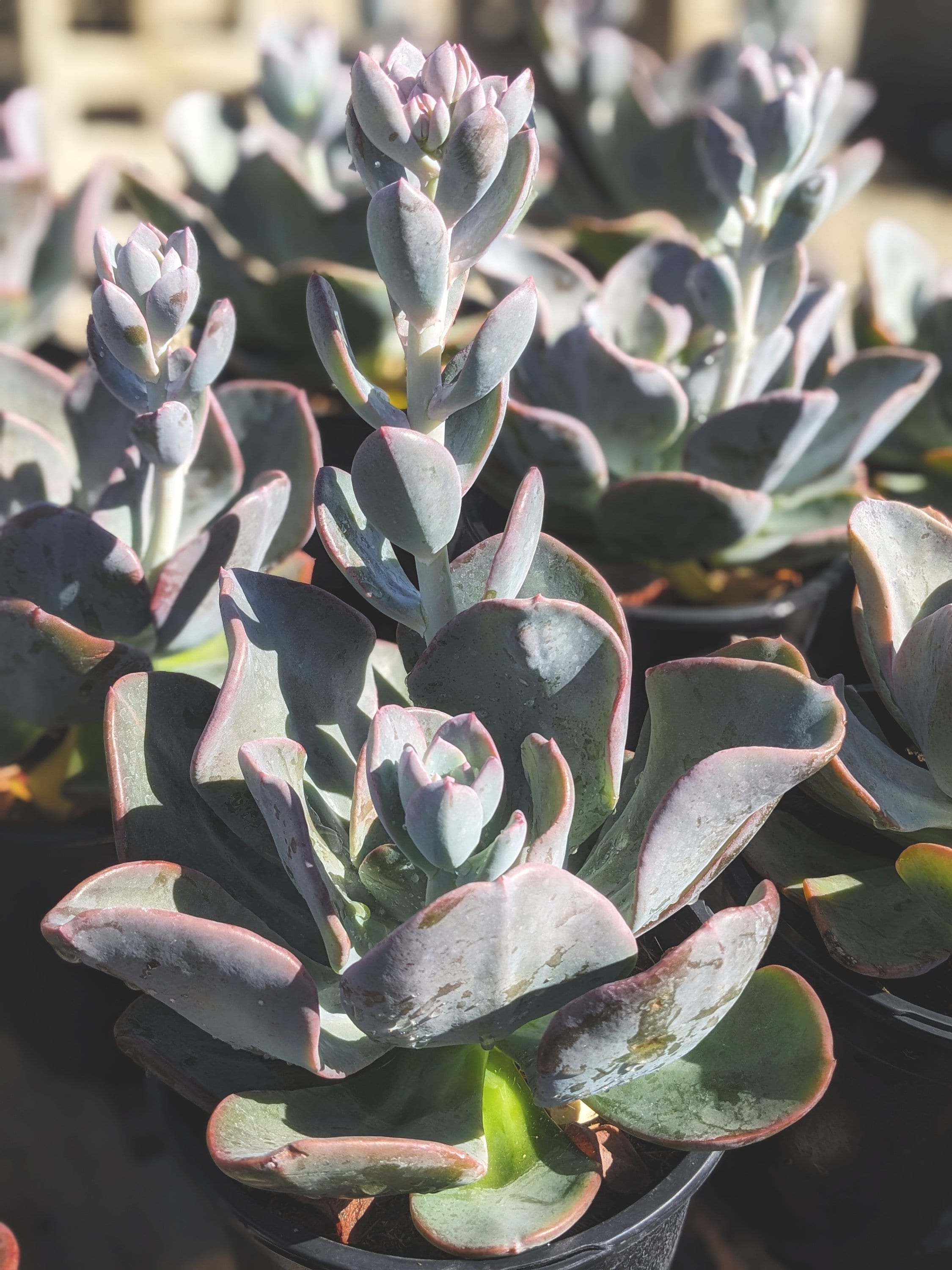 Big Pachyveria blue toad, 1 G