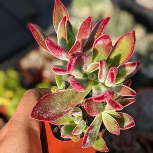2&quot; Echeveria red velvet, echeveria pulvinata,ruby slippers echeveria,velvety succulent,ruby succulent echeveria Succulent