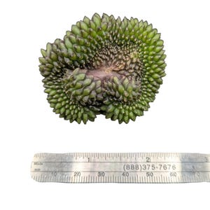 Crested Gymnocalycium Inermis, thornless cactus, Spineless cactus, Live Cactus plant, live cactus, gymnocalycium plant