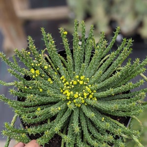 10-12" Euphorbia Medusa, Euphorbia Flanaganii