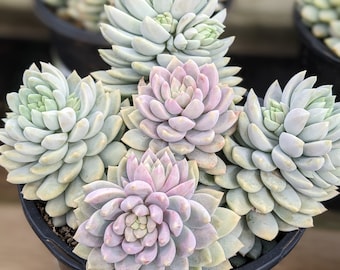 Sedeveria lilac mist, colorful succulent, Spring gift, diy arrangement, garden,diy garden,succulent gift, live plant,houseplant