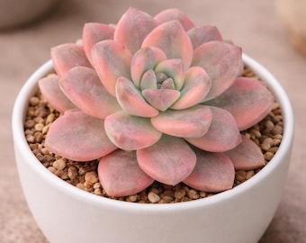 Graptopetalum Joker,pink Variegated Ghosty Hybrid