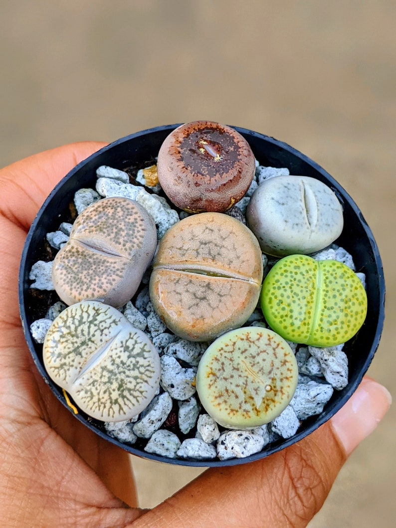 6 Lithops living stones,butt plants,lithops, rock plant, bareroot, lithops live plant, lithops sp,lithops set image 1