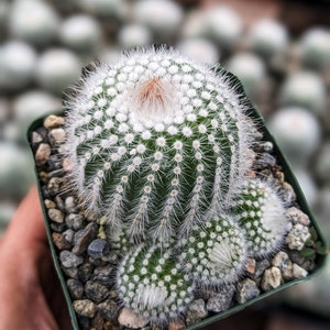 Silver Ball Cluster Cactus, Parodia Scopa,Live Cactus Plant,Succulent,Indoor Plant,House Plant image 1