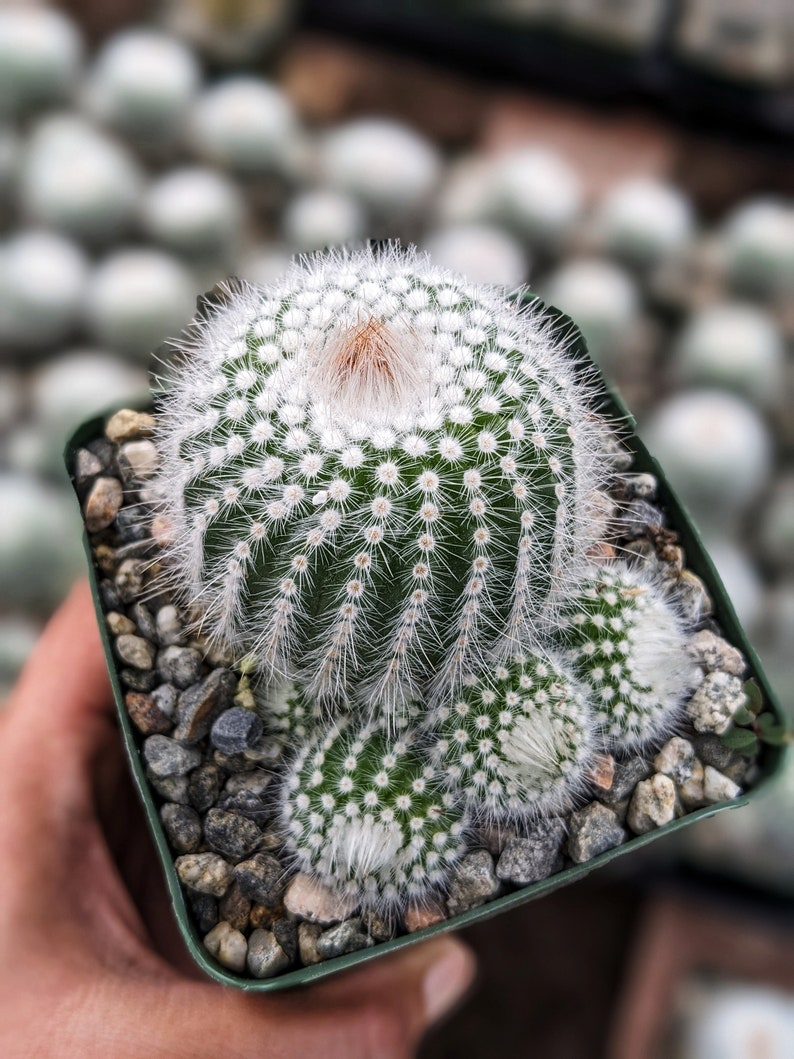 Silver Ball Cluster Cactus, Parodia Scopa,Live Cactus Plant,Succulent,Indoor Plant,House Plant image 1