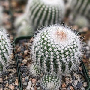 Silver Ball Cluster Cactus, Parodia Scopa,Live Cactus Plant,Succulent,Indoor Plant,House Plant image 6