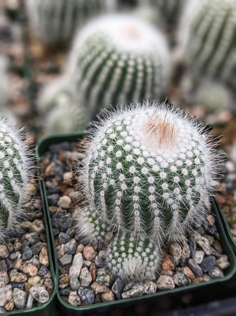 Silver Ball Cluster Cactus, Parodia Scopa,Live Cactus Plant,Succulent,Indoor Plant,House Plant image 6