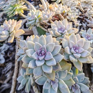 Graptosedum Ghosty,colorful succulent, Spring gift, diy arrangement, garden,diy garden,succulent gift, live plant,houseplant