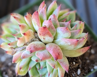 Echeveria chihuahuahensis cluster, fairy garden plant, live succulent plants, gift for her, birthday gift